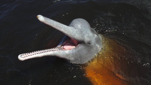 Bedrohte Flussdelfin-Bestände im Senegal erholen sich langsam