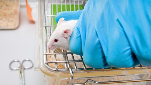 Gute Nachrichten: Keine Tierversuche – USA revolutioniert Arzneimittel-Entwicklung