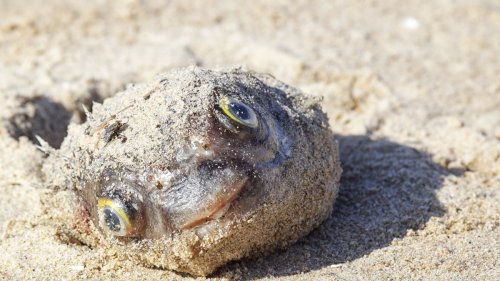 Australien: Algenblüte sorgt für massenhaftes Fischsterben – Tierschützer alarmiert