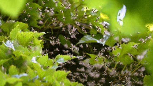 Bienen stark bedroht: Forscher alarmieren in neuem Bericht