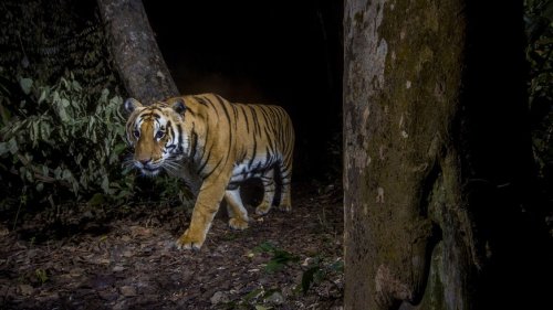 Tiger-Population in Nepal fast verdreifacht – Große Probleme in Südostasien
