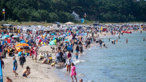 Urlaub an der Ostsee: Giftschlange versetzt Touristen in Sorge