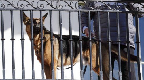 USA: Ärger um Hund von Joe Biden – schon wieder hat er zugebissen