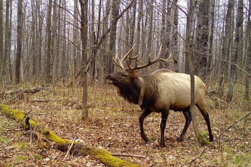 Wildlife regulators investigate illegal elk killing in central Wisconsin