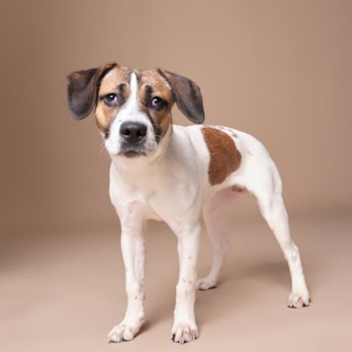 Featured Pet of the Week: Aberdeen