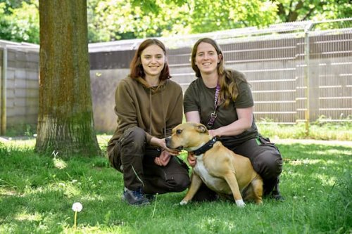 Wolfsburg: Soll die Steuer für Hunde aus dem Tierheim entfallen?