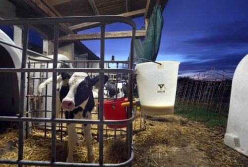 Weihenstephan und Sachsenmilch rufen Milchprodukte zurück