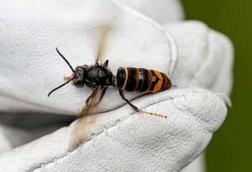 Asiatische Hornisse breitet sich in Deutschland aus: Bienen gefährdet