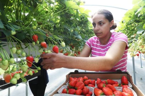 Erdbeeren pflücken im Kreis Gifhorn: Das sind die Preise 2025