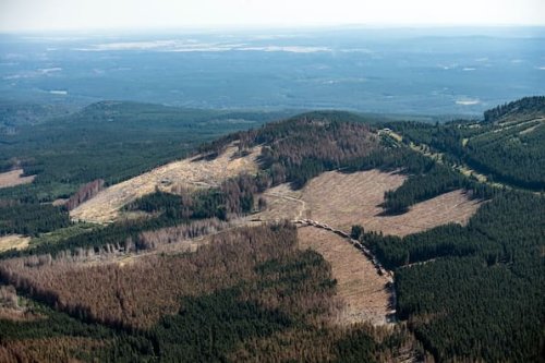 Harz im Wandel: Google Earth zeigt dramatischen Waldverlust im Zeitraffer