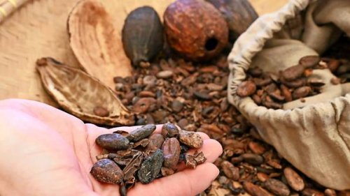 Der steigende Kakaopreis hat eine bittere Note – nicht nur für Verbraucher