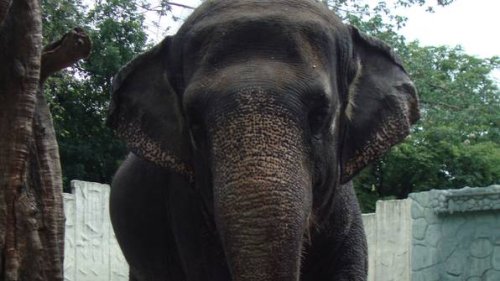 Mali, der „traurigste Elefant der Welt,“ ist im Zoo von Manila verstorben