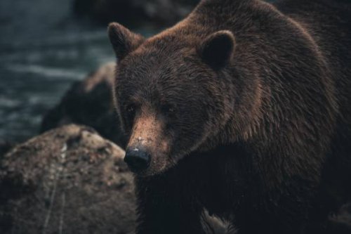 Kanada: Grizzlybär tötet Paar mit Hund – Tier eingeschläfert
