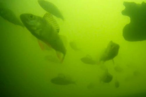 Utrecht: Digitale „Türklingel“ für Fische öffnet Schleuse per Livestream und Klick