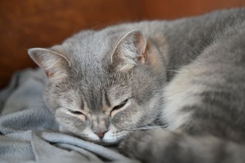 Katzen die beliebtesten Haustiere in Deutschland