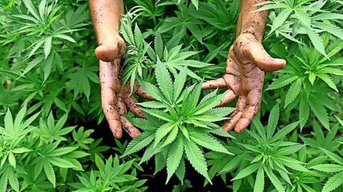 Wolfsburg, Gifhorn, Peine: Aktuelle Entwicklungen von Cannabis-Clubs.