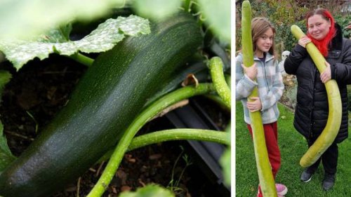 Ganz großes Gemüse: Vorsfelderin erntet rekordverdächtige Zucchini