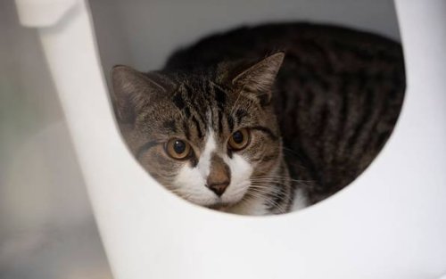 Cuxhaven: Katze ernährt sich von Körper ihres toten Besitzers