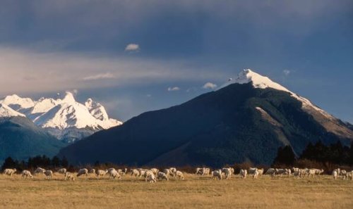 Neuseelands Schaf-Ära endet: Überraschende Entwicklungen im Land der langen weißen Wolke