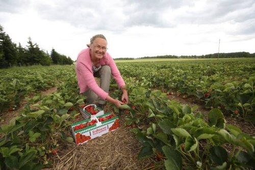 Wolfsburg: Hier können Erdbeeren selbst gepflückt werden - das sind die Preise