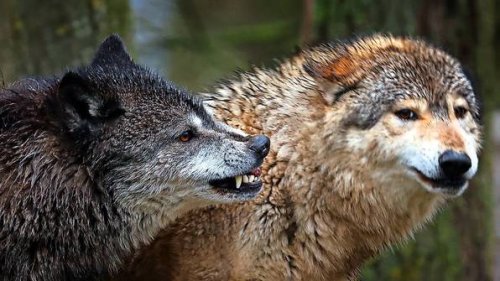 So wirksam waren Abschussgenehmigungen für Wölfe in Niedersachsen bisher
