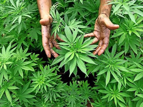 Gifhorn: Aktuelle Entwicklungen von Cannabis-Clubs.