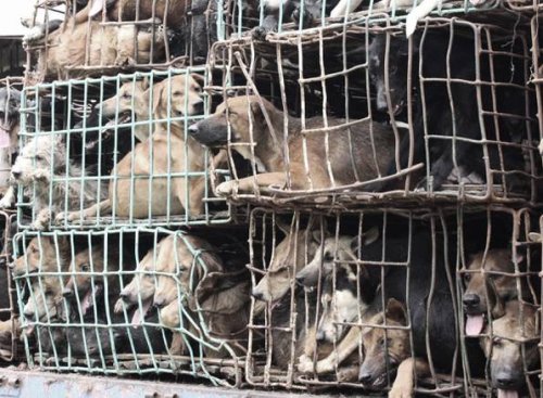 Südkorea: Hundefleisch-Lobby macht mobil gegen neues Verbot