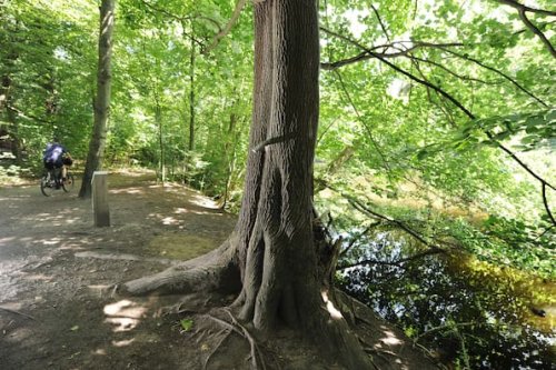 In diesem Wald steht ein pinkelnder Baum