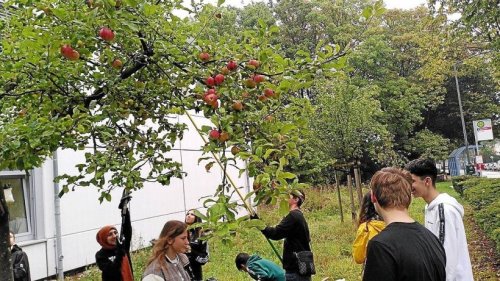 Reiche Apfelernte an der Heiligenhauser Realschule