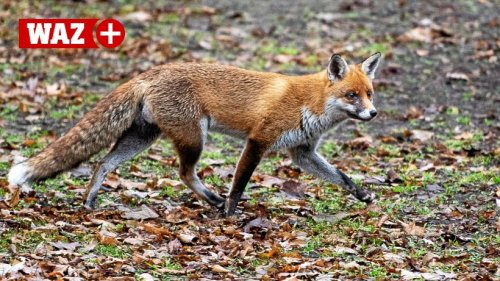 Fuchsjagd in Bottrop: Tierschützer nehmen Jäger ins Visier