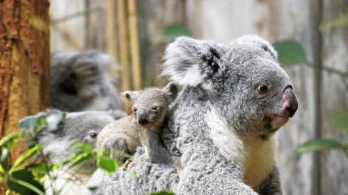 Zoo Duisburg: Die ersten Fotos vom Koala-Baby sind da