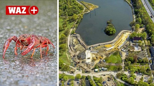 Flusskrebs macht sich in Bochum breit und bedroht die Natur