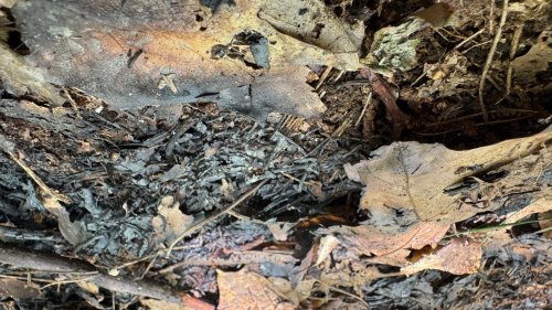 Nach Waldbrandserie in Nettetal: Tatverdächtige festgenommen