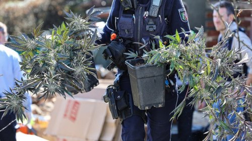 Cannabis-Razzia in NRW: 6.000 Pflanzen gefunden