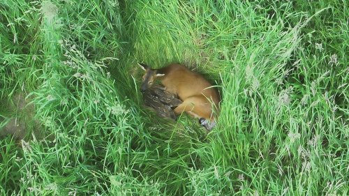 Spektakuläre Aufnahmen von neugeborenen Rehkitzen in Korschenbroich