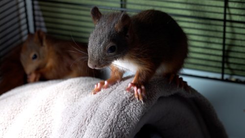 Anhaltende Dürre schadet auch Eichhörnchen in Bergisch Gladbach