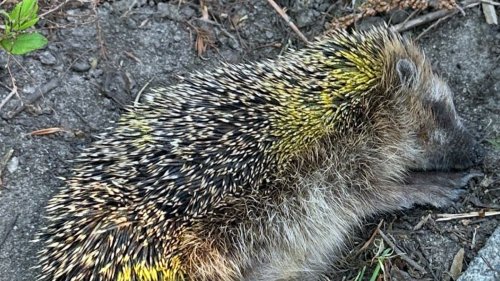 Igel in Schöppingen angesprüht und gequält
