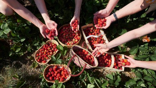 Erdbeeren zum Selbstpflücken: Manche Kunden werden immer dreister
