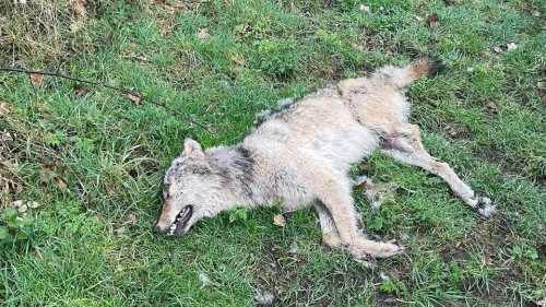 Totes Tier in Xanten: War es ein Wolf?