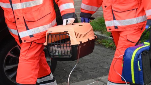 Nach Kellerbrand: Feuerwehr rettet Katze mit Sauerstoff