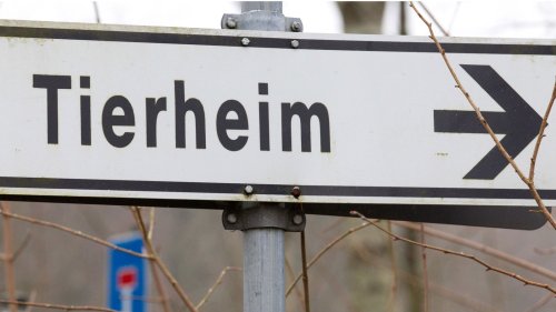 Tierheim Gelsenkirchen nach starkem Regen teilweise überschwemmt