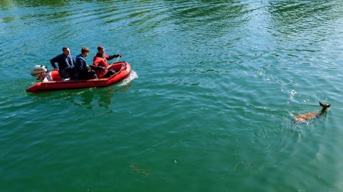 Dortmunder Feuerwehr rettet Rehbock aus Kanal