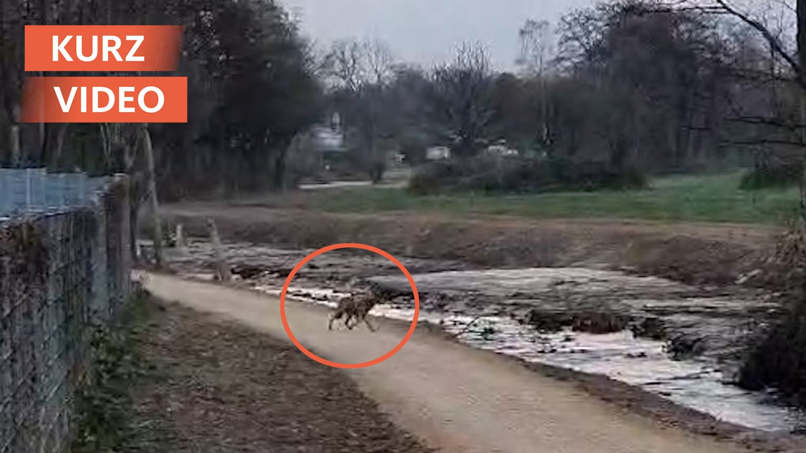Mögliche Wolfssichtungen in Erkrath und Bottrop sorgen für Aufregung