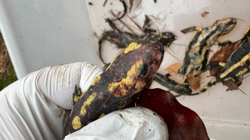 Sorge vor Ausbreitung der Salamanderpest im Bergischen