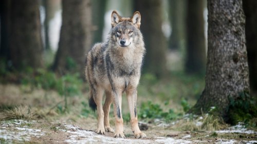 Ein Wolf im Aachener Wald?