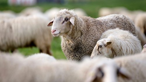 Schafherde in Wiehl von Lkw bedrängt und getötet