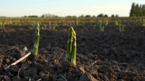 Dreiste Diebe plündern komplettes Spargelfeld in Walbeck