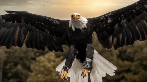 Ausgebüxter Weißkopfseeadler Donald aus Detmold ist eingefangen