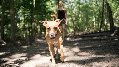 Gefahr für Hunde: Staupe-Ausbruch in Südwestfalen