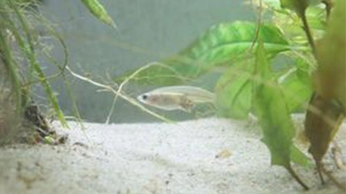 Zoos in Münster und Dortmund: Seltene Reisfische ziehen um